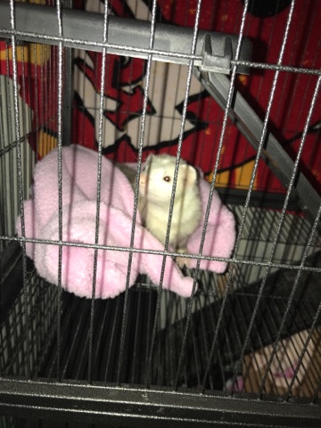 ferret – male ferret