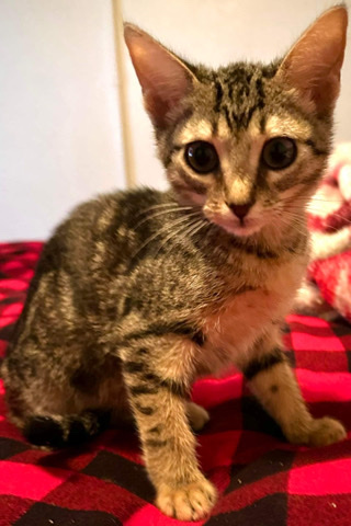 Rescued kitten