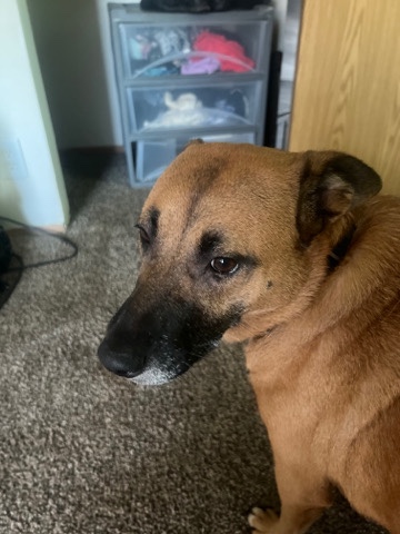 German Shepherd – Clairebell really needs a home