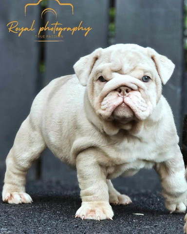 English bulldogs