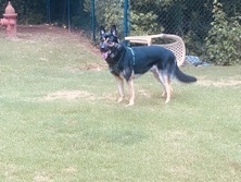 German Shepherd – German Shepherd – Alpharetta