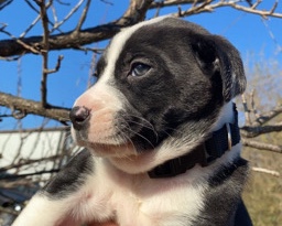 American Pit Bull Terrier – Pit bull mixed with Lab