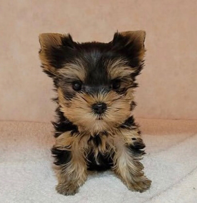 Yorkshire Terrier – Yorkie Text(7zero3nine5one6one9three)