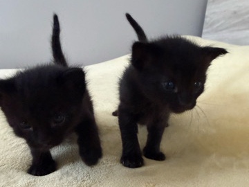 RESCUE KITTENS LOOKING FOR A FOREVER FAMILY – Compton