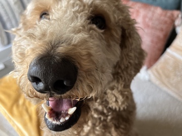 Golden Retriever – Phenix 🥰 Goldendoodle