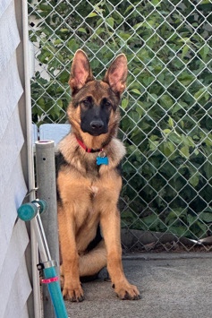 German Shepherd – Foster/Rehome