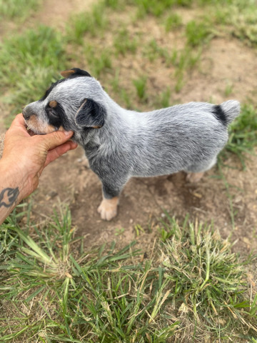 Heeler puppies