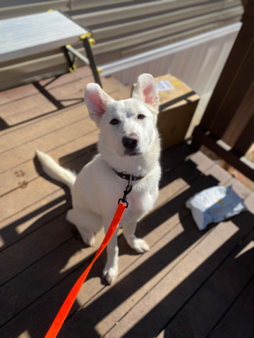 White Shepherd – Swiss shepherd