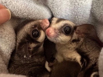 Sugar Glider – Sugar gliders everything included – Kansas City