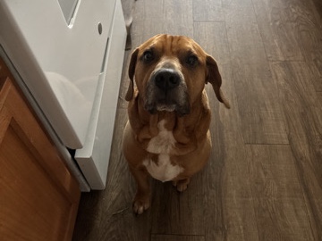 Redbone Coonhound – Housebroken/Trained Dog – Kissimmee