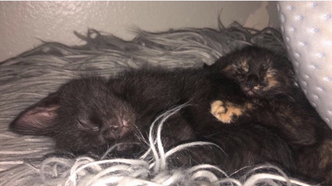 Oriental Longhair – 2 cats (brother and sister )