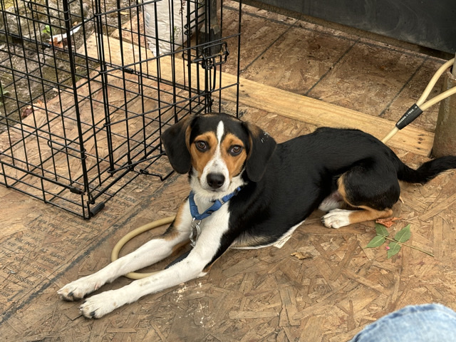 Beagle – Chabo
