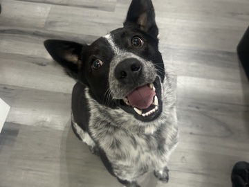 Australian Cattle Dog – Dexter - BlueHeeler – Appleton