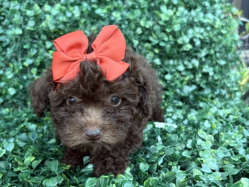 Poodle - adorable toy poodle  available for adoption in Whittier