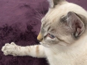 Siamese – Milo 🐈 – Los Angeles