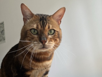 Bengal – Leo the Bengal cat – New York