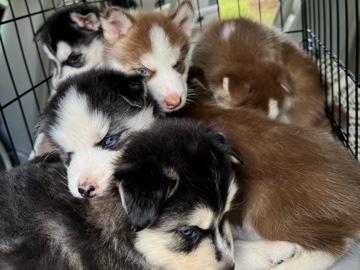 Siberian Husky – huskies