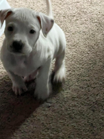 petshome%2Fadverts%2FB2kpgiUmojoPcYdbqLeX%2Fmain image