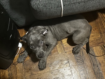 American Bulldog – xl bully (blue nose mixed w a bully) – New York
