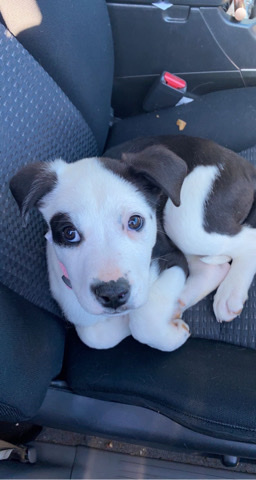 pitt/lab mix
