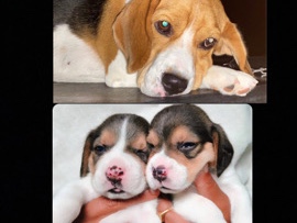 Beagle – Female beagle – Bengaluru