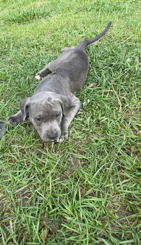 American Staffordshire Terrier – pit bull puppies