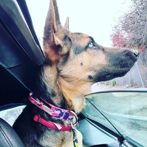 German Shepherd – 8 month old female German Shepherd, belgian malino