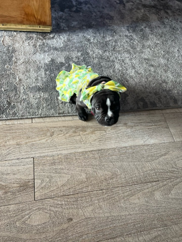 Olde English Bulldogge – she has her shots