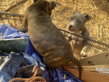 American Pit Bull Terrier – Pitbull puppies for sale – Charlotte