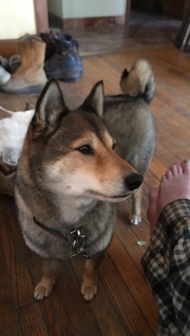 Shiba Inu – Sheba inu female dog for sale