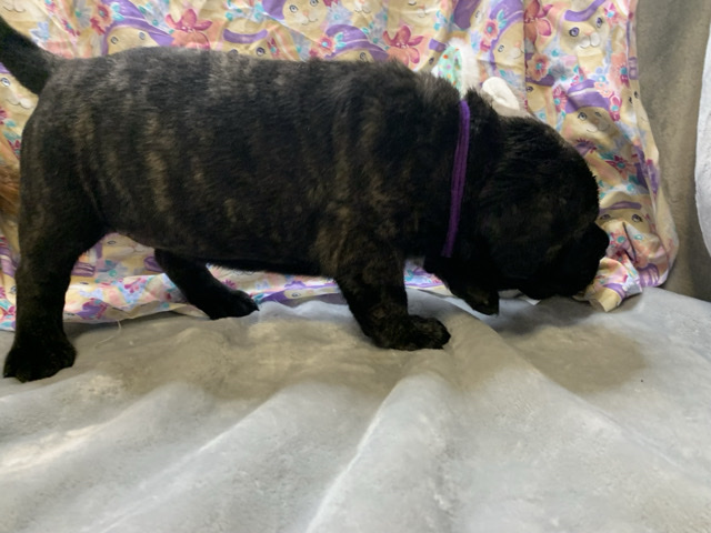 English Mastiff – AKC Mastiff Champion Bloodline – Thibodaux