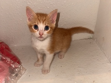 American Shorthair – FREE KITTENS – Meadows Place