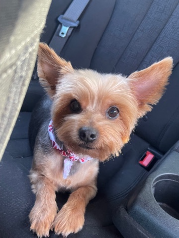 Yorkshire Terrier – New Momma Soon To Be