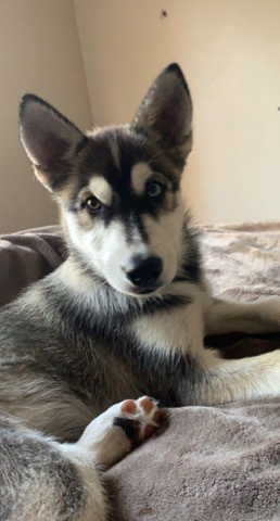 Husky Puppy