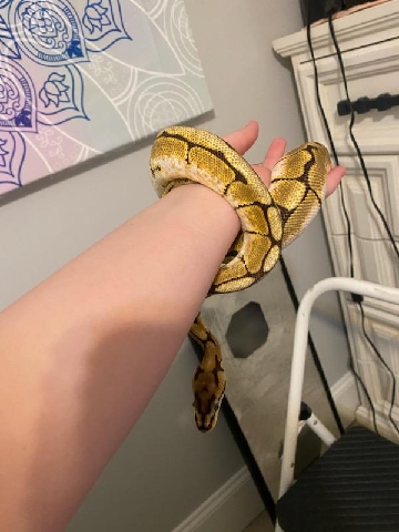 Spider Morph Ball Python
