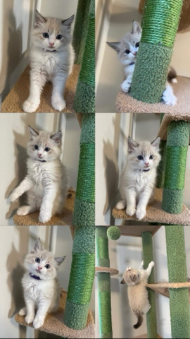 Ragdoll – Ragdoll Kitten Female