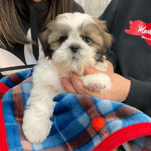 Shih Tzu – Shihtzu puppies for sale