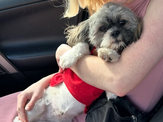 Shih Tzu – Female Pure Bred Shih Tzu 1.5 years old – Hopwood