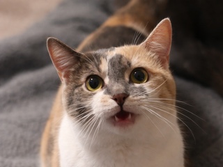 American Shorthair – Gemini gets along with cats, dogs and kids – Lake Station