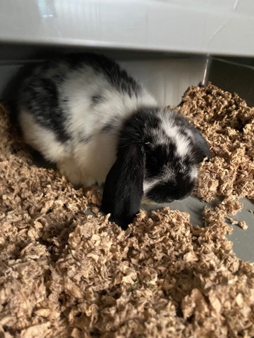 Black and White bunny