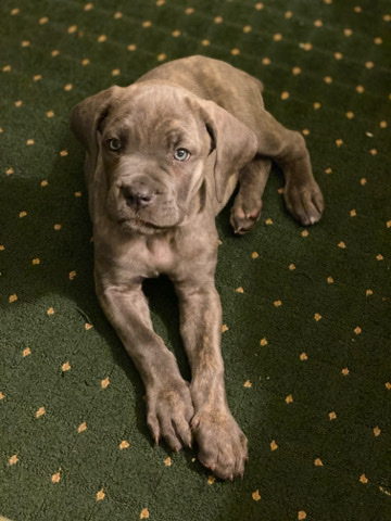 Cane Corso – Female Cane Corso