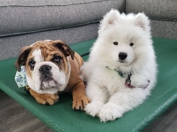 Samoyed – Samoyed Puppies – Hondo