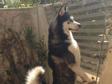 Siberian Husky – huskie siberiana – Baltimore