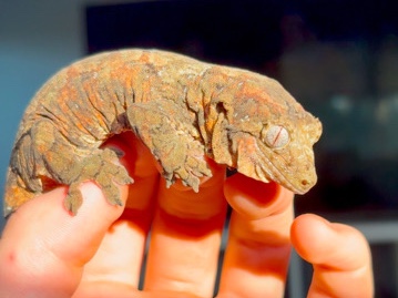 Chahoua Gecko - Mossy Gecko