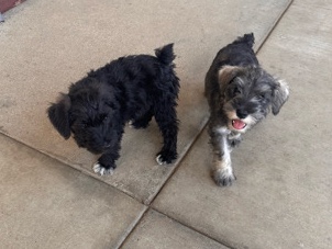 Miniature Schnauzer – mini schnauzer puppy – Monrovia