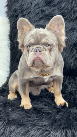 French Bulldog – French Bulldog