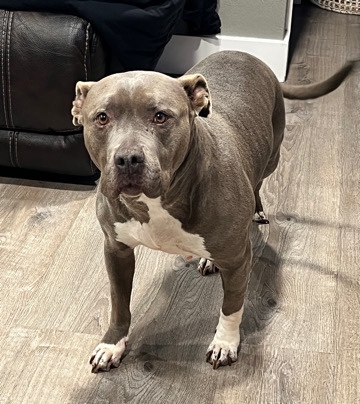 American Pit Bull Terrier – Bella