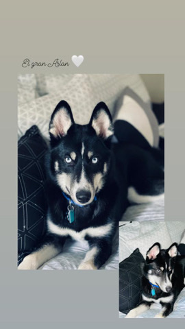 Siberian Husky – Siberian Husky