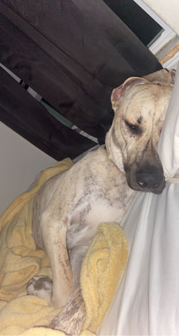 2 yr old Plott hound (Rex)