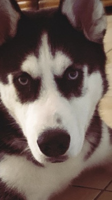 Siberian Husky – Mylo - Husky for sale
